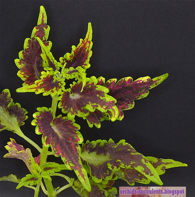 Plectranthus scutellarioides 'Skyfire', Πλήκτρανθος ο σκουτελαριοειδής ποικ. ‘Φωτιά Ουρανού’, ωραιόφυλλο, coleus, κολεός, φυτό