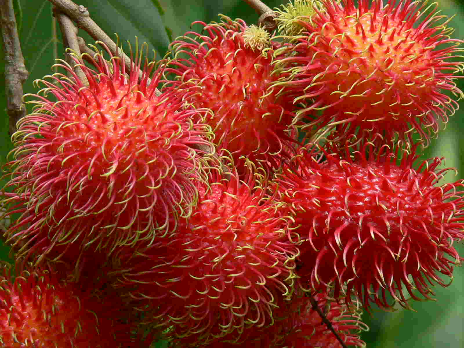 Mewarnai Gambar  Buah Rambutan Mewarnai Gambar 