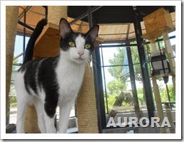 Aurora