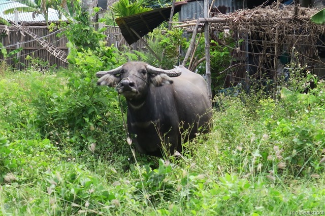 Water Buffalo at Thuan Tinh Island. 