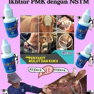 nstm nasa untuk sapi