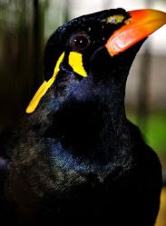 Burung Beo Nias..., Fauna khas dari Pulau Nias...!!!