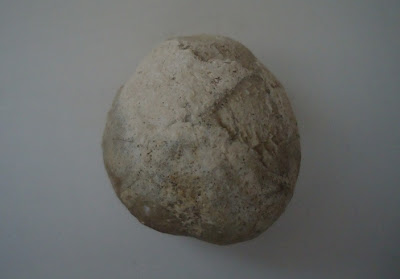 Fossil Tortoise/Turtle egg