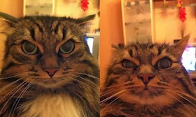 Funny cats - part 87 (40 pics + 10 gifs), cat with angry face