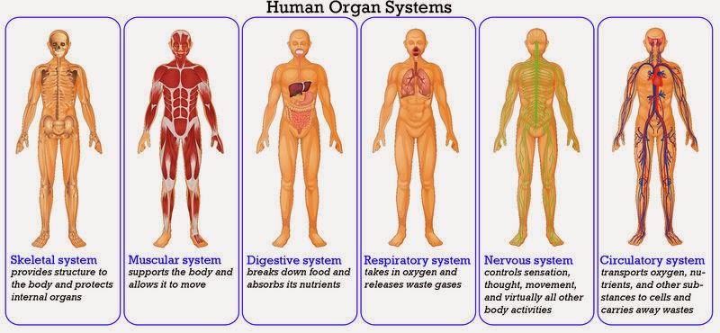  The human body, second part