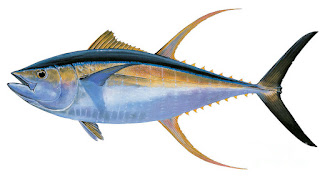 Ikan Tuna