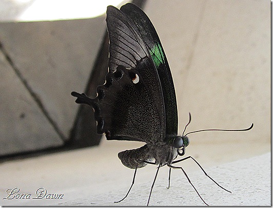LG_Emerald_Swallowtail
