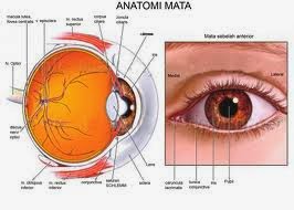 http://penjualanobatherbalalami.blogspot.com/2014/05/kisah-sembuh-dari-penyakit-glaukoma.html