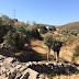 Naxos, Delos, Mykonos and Syros