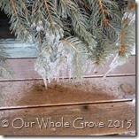frozen yule boughs