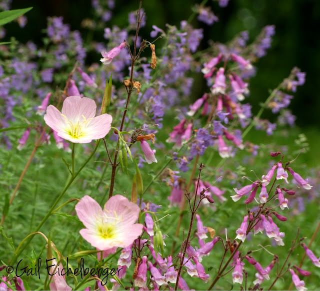 clay and limestone: Pretty In Pink~Showy Evening Primrose