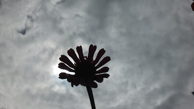 Looking up through zinnia