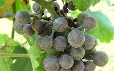 powdery mildew of grapes