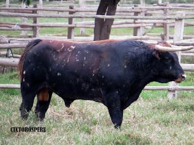 toro El Rosario para Sicaya 2018