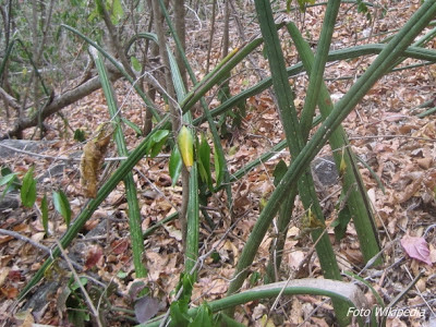 Sansevieria