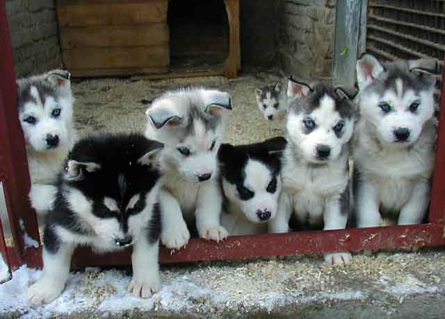 pictures of alaskan huskies