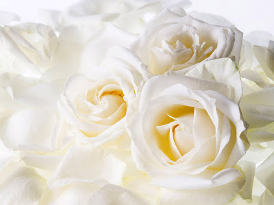 White Roses Flower Wallpaper for Desktop