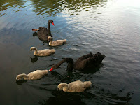 Black Swans at Tesco Moorings, Reading.<br />