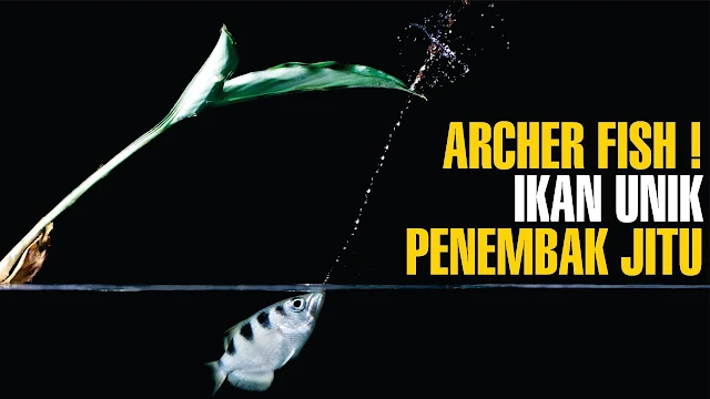 Biofisika pada ikan sumpit atau ikan penembak jitu