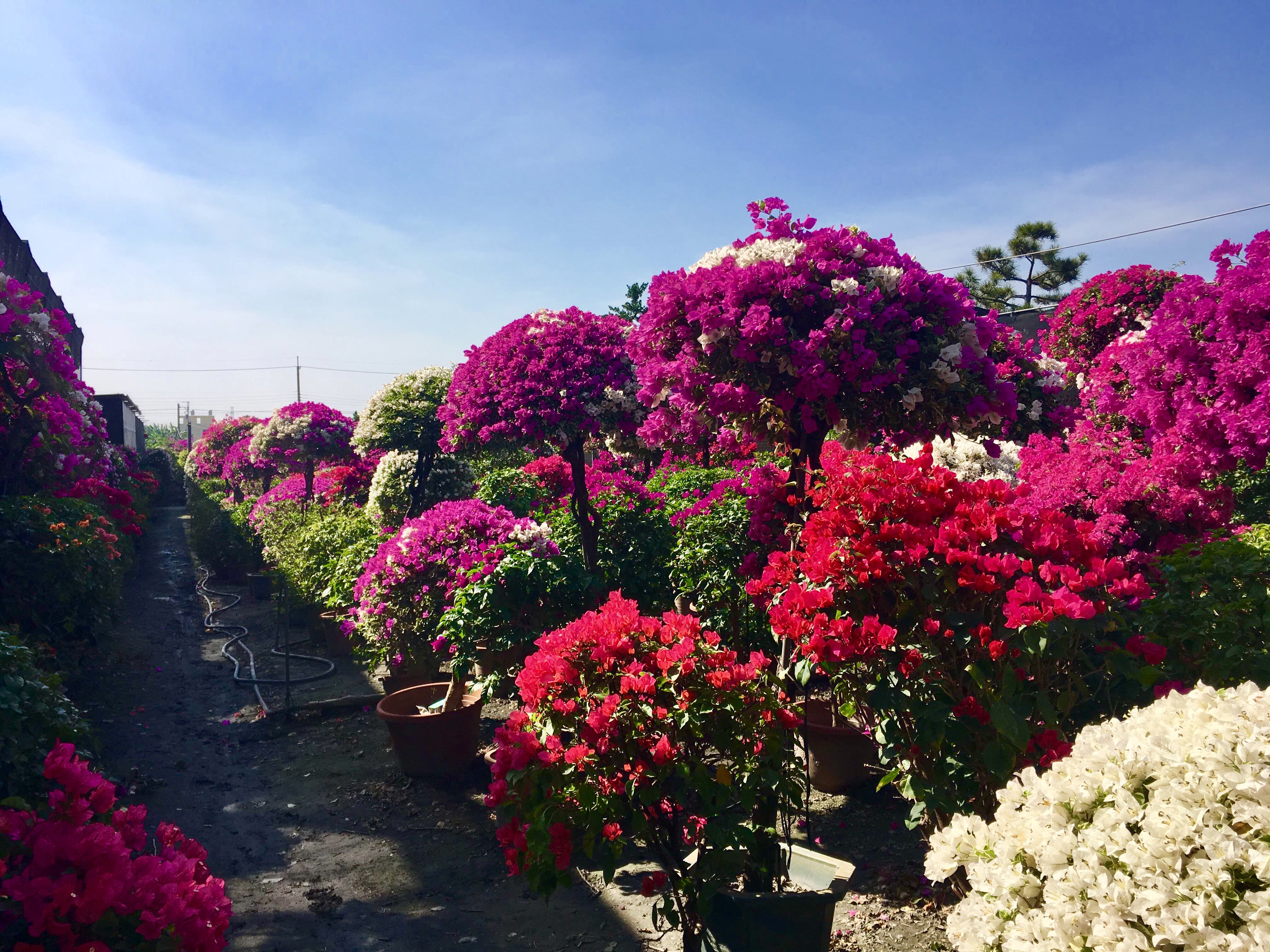 bougeanvilla, tianwei highway garden, changhua, Taiwa