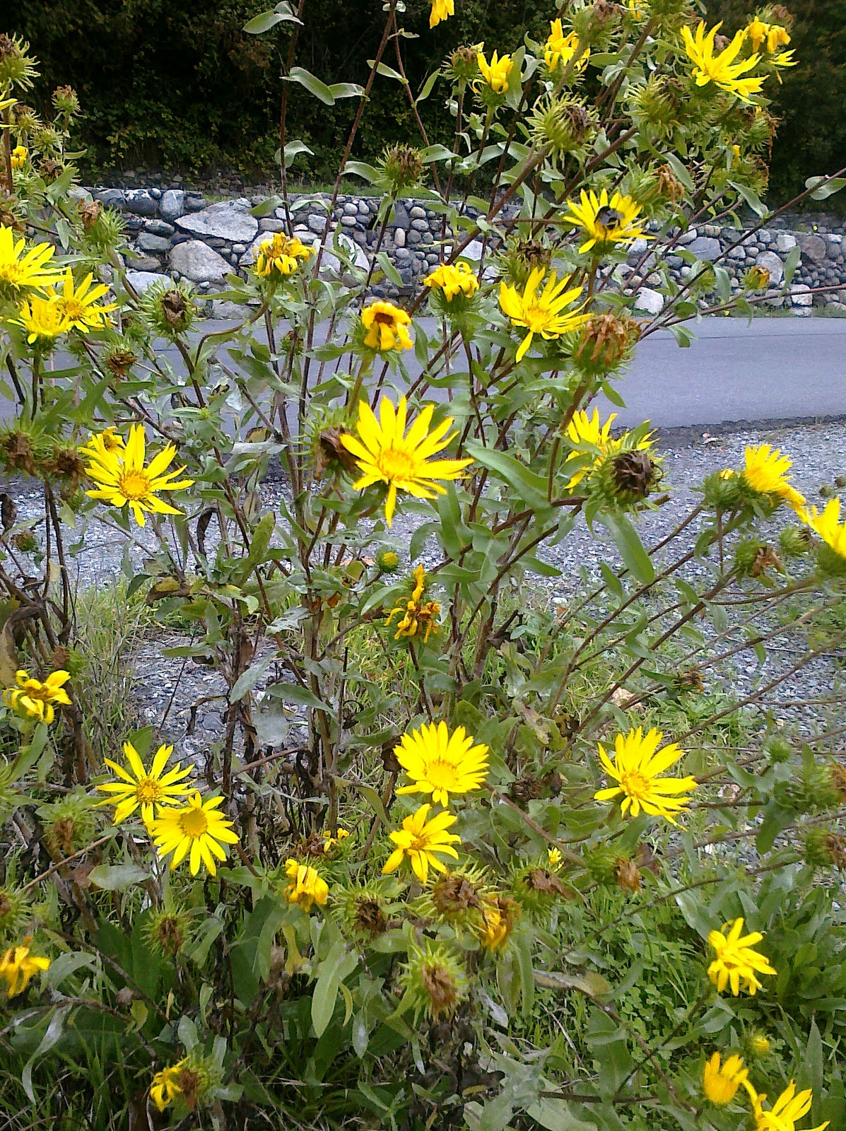 YELLOW WEEDS FROM PARK