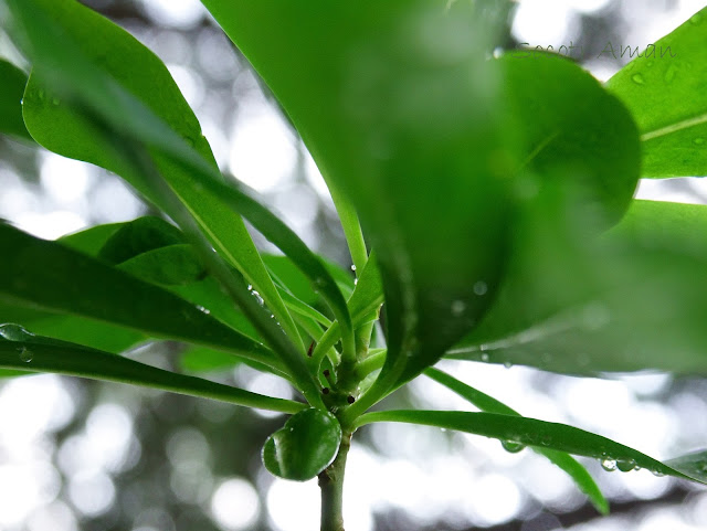 Daphne pseudomezereum