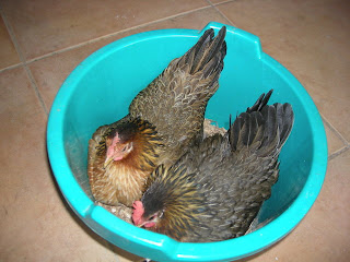 broody bantam hens, La Ceiba, Honduras