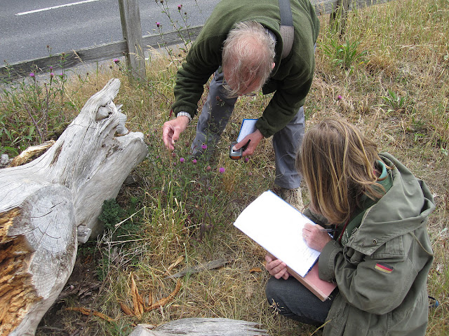 Identifying and recording common knapweed, Centauria nigra. Keston common, 28 May 2011.