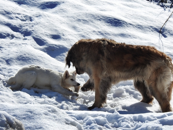 hvit gjeterhund leonberger