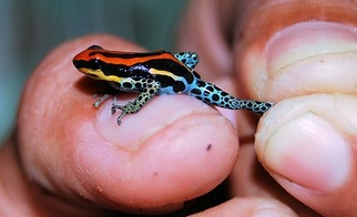 Tiny tropical rain forest frogs may one day provide medical answers or treatments for humans: cancer, disease, etc.