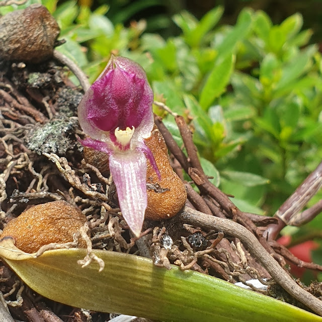 Sunipia grandiflora