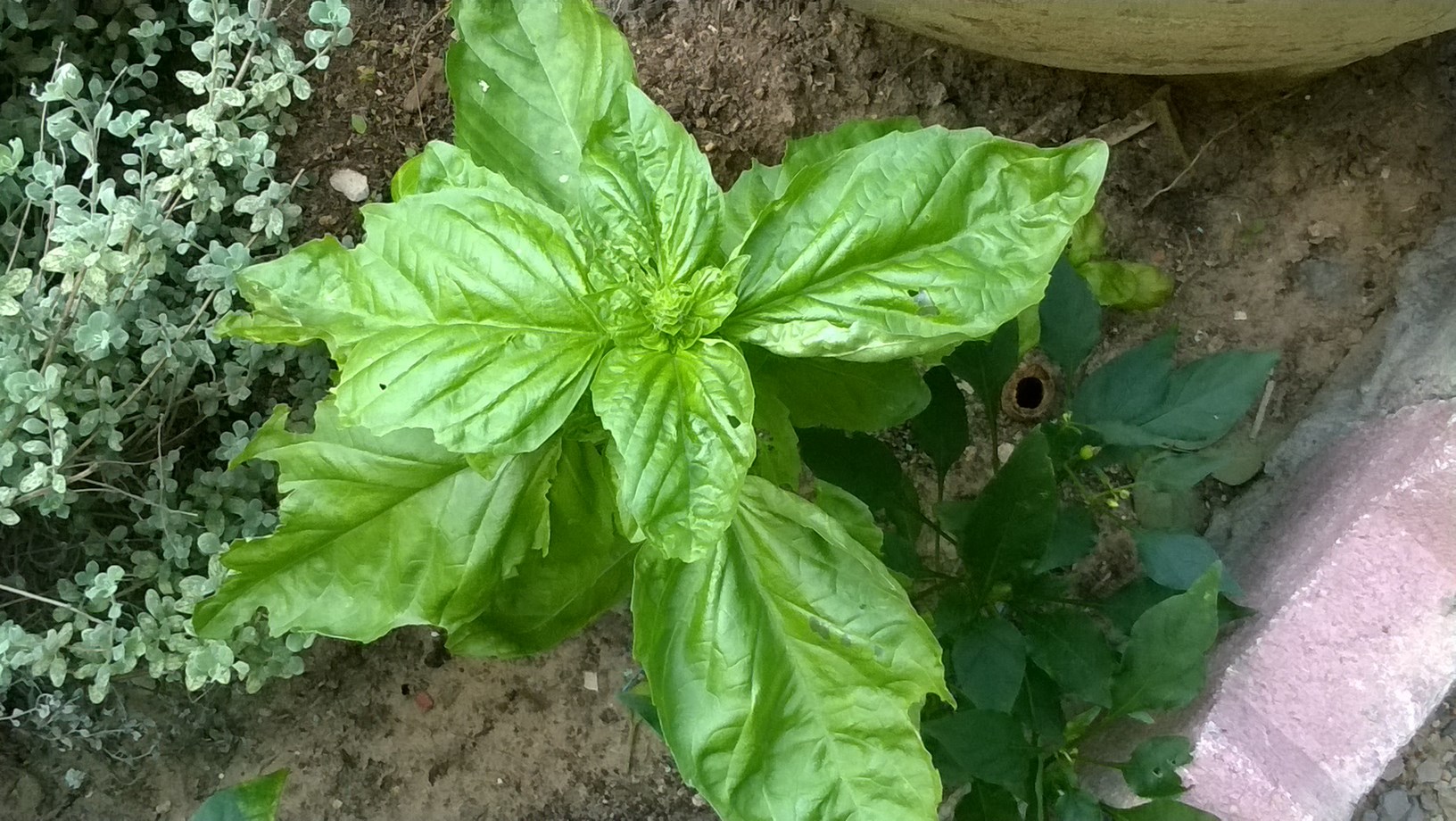 my sweet basil