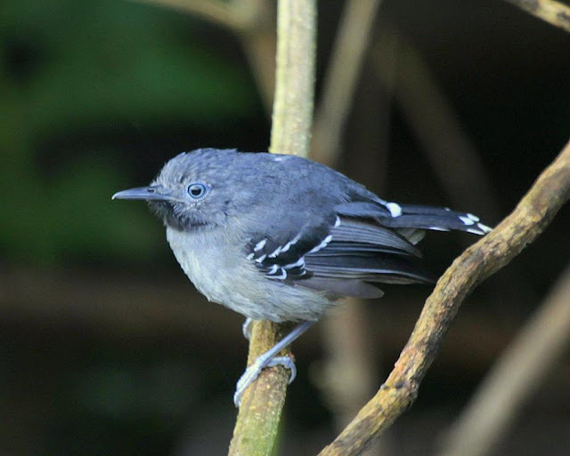 Antbirds wallpaper,Antbird images,Antbird picture,Antbird photo,Flying antbird,Antbirds,Colourful antbird,