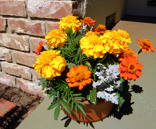 Marigolds in Pot on Front Steps