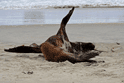 Sandfly Bay, Otago Peninsula. Lvoun.