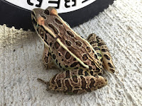 southern or northern leopard frog