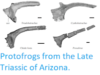 https://sciencythoughts.blogspot.com/2019/04/protofrogs-from-late-triassic-of-arizona.html