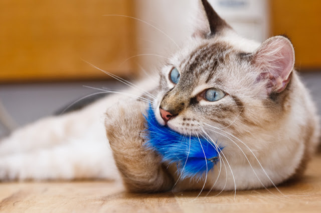 A cat plays with a toy