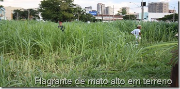 Denunciando a altura do mato no bairro