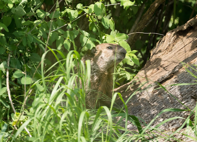 Groundhog - Sharonville SGA, Michigan, USA