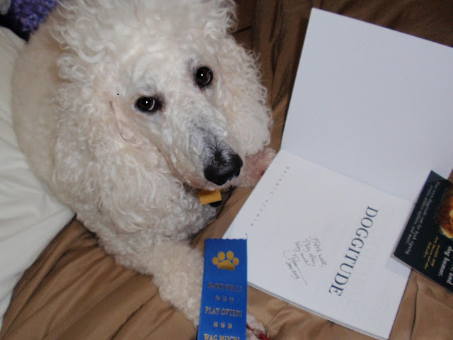 Standard poodle, carmapoodale, look at the book she won. 