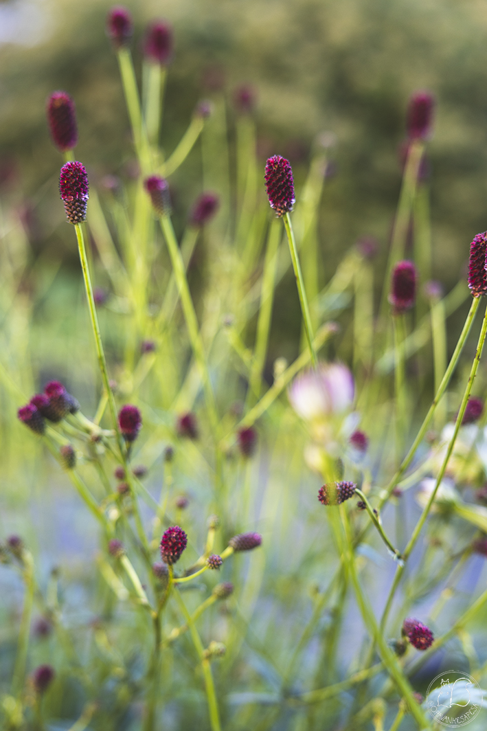 luppio Sanguisorba