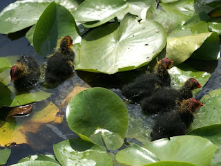 Fulica atra - Foulque macroule 