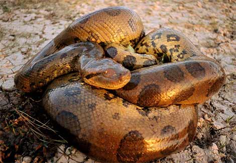 largest anaconda in world. world#39;s largest snake) for