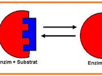 SOAL METABOLISME 3