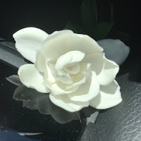 White gardenia photo