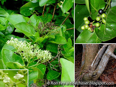 Buas Buas (Premna serratifolia)