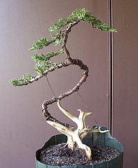 bonsai training wire, wire bonsai tips