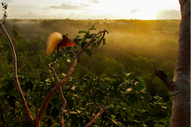 Green Pear Diaries, fotografía, vida salvaje, wildlife, fotoreportaje, photojournalism, Tim Laman