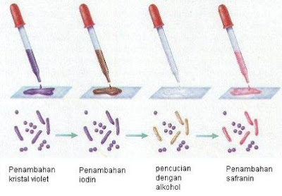 Pengecatan Gram dan Pengecatan BTA Laboratorium Analysis